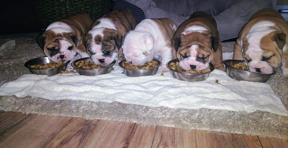 These Rosswell Bulldog Puppies all have loving homes.
