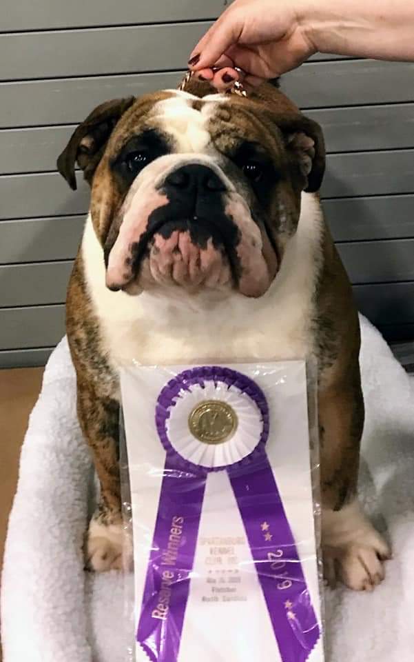 Rosswell's Angus Beefcake wins Reserve Winners Dog at the Spartanburg Kennel club AKC Dog Show